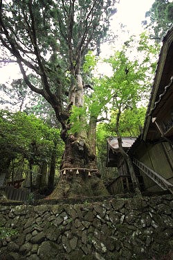 湯布院のパワースポット！樹齢千年のご神木