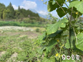 自然菜園