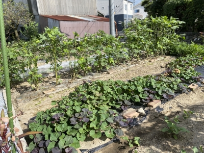 福岡県久留米市の木の家