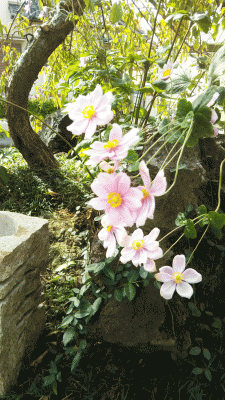 庭に咲いた花