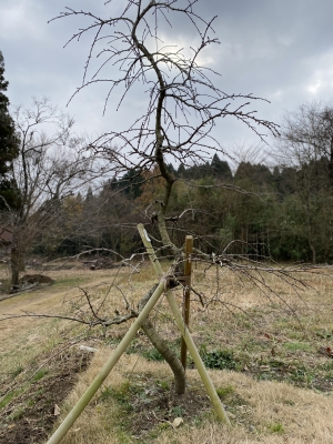 しだれ桜