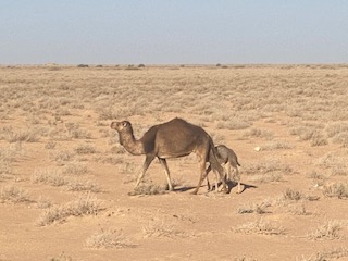 チュニジアの砂漠