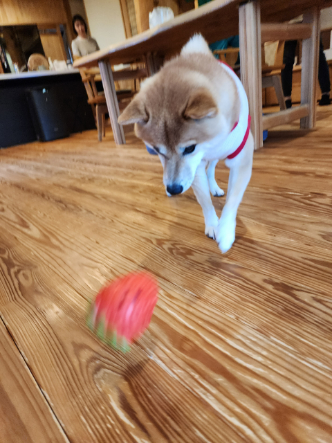 愛犬と暮らす木の家