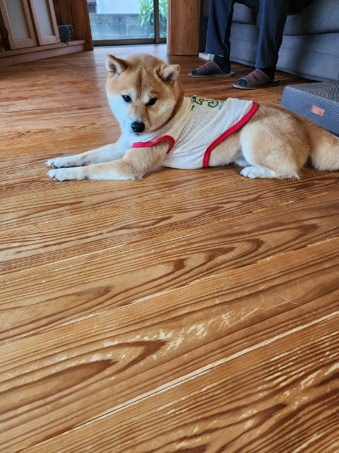 愛犬と暮らす木の家