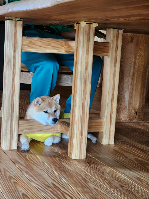 愛犬と木の家